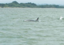 Imagen Observación de delfines